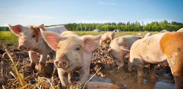 Strahlenbelastung von Wasseradern und Erdstrahlen bei Schweinen.